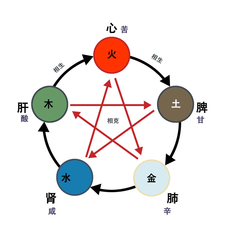 五行生克与器官
