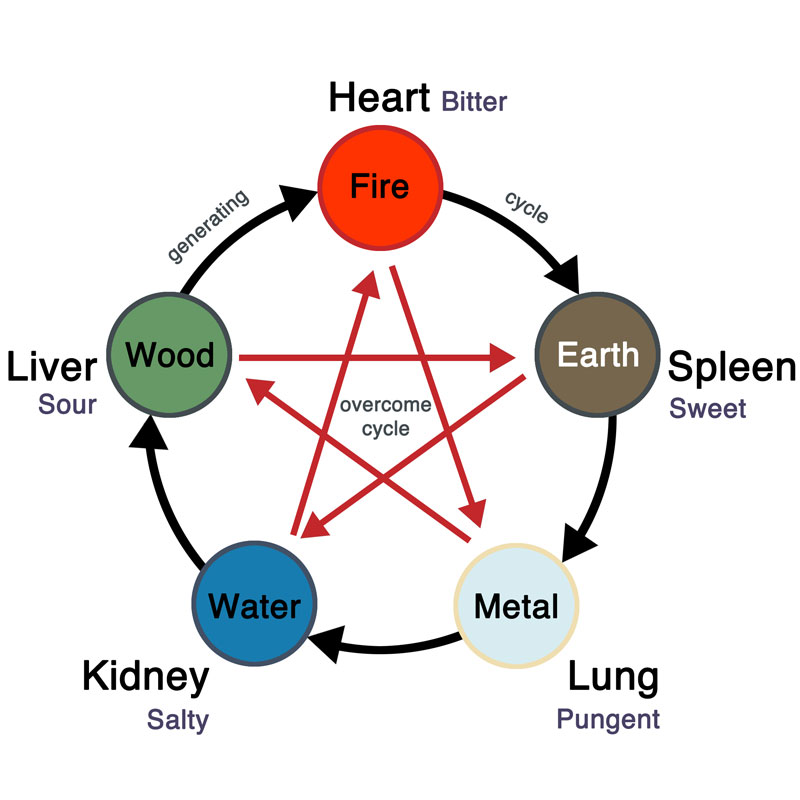 Five Elements and Organs